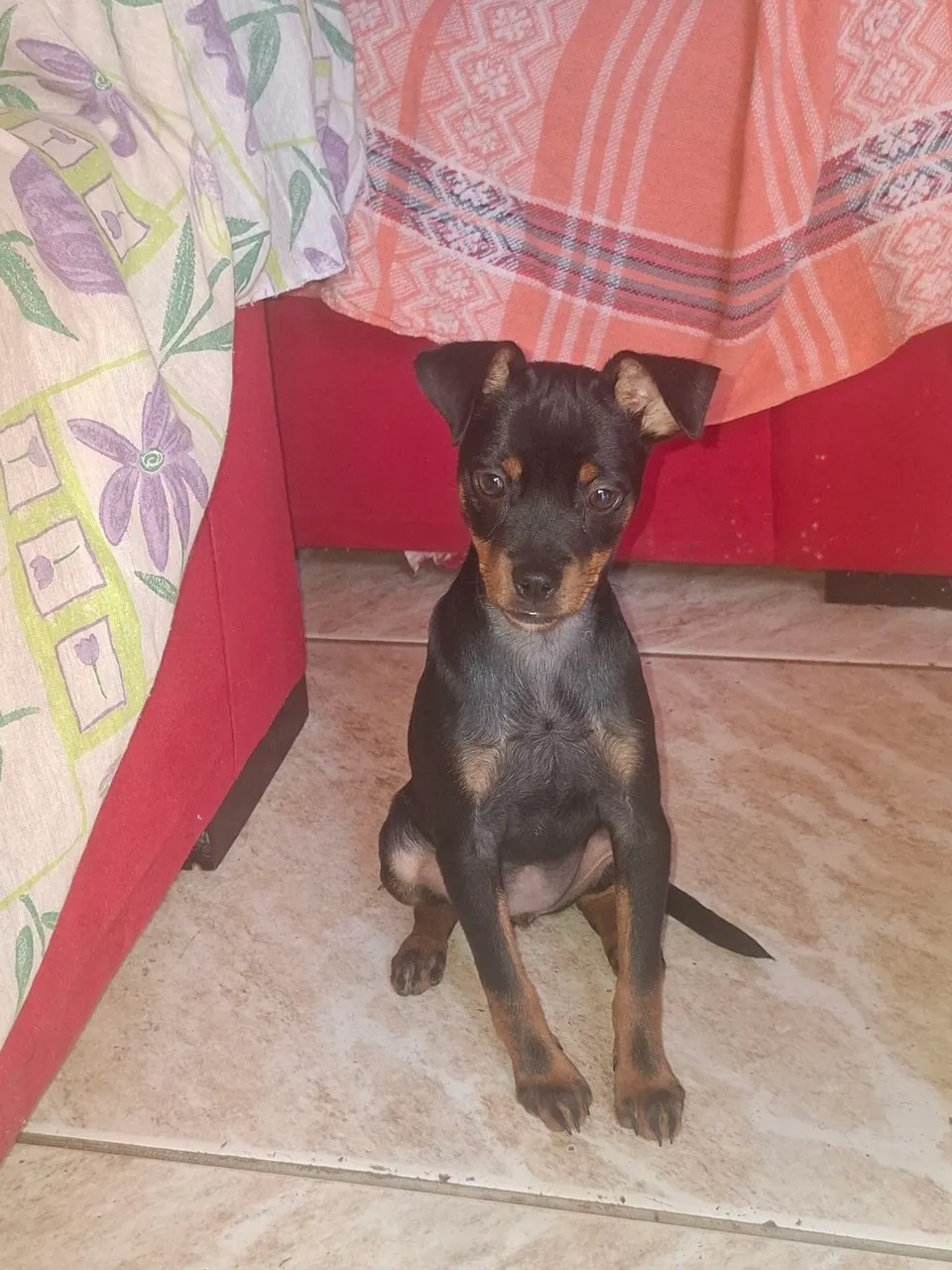 Filhote de Pinscher