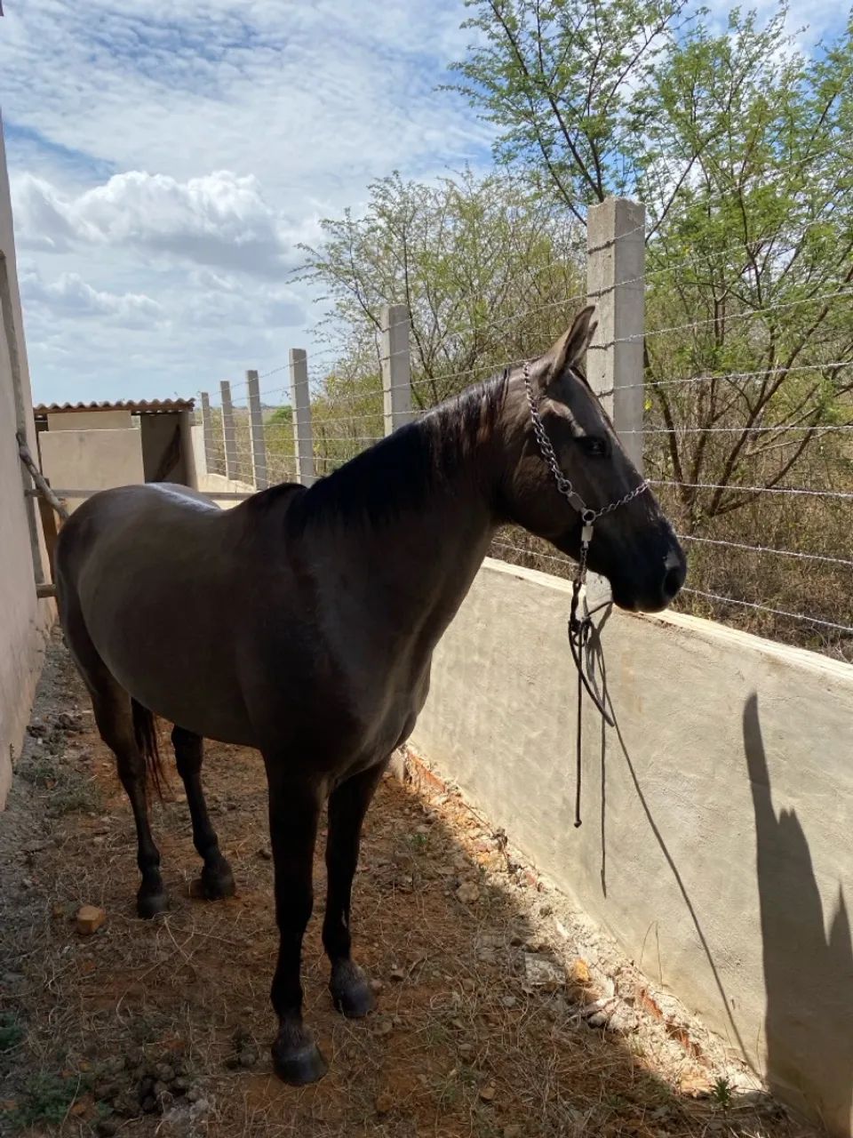 Égua mestiça de QM - Foto 3