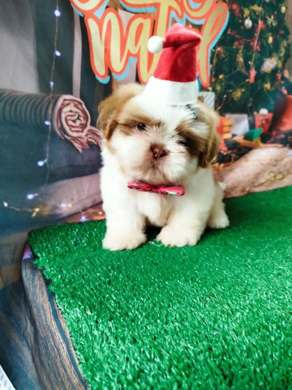 Canil Tanterres 64650878953475123