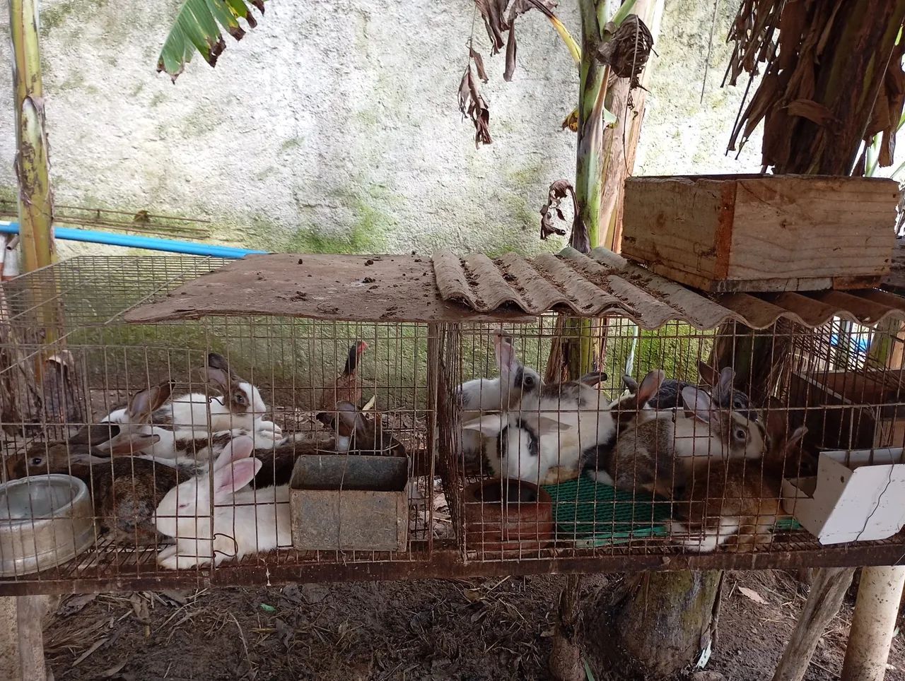 Vende-se Coelho. - Foto 6