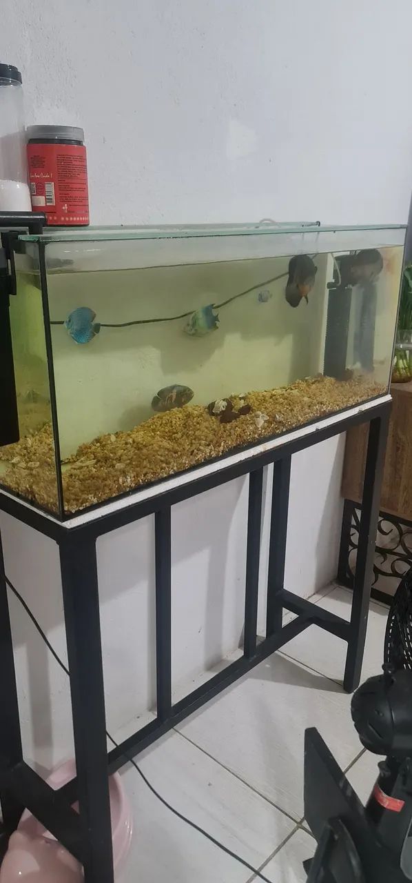 Aquário de água doce com estrutura de ferro