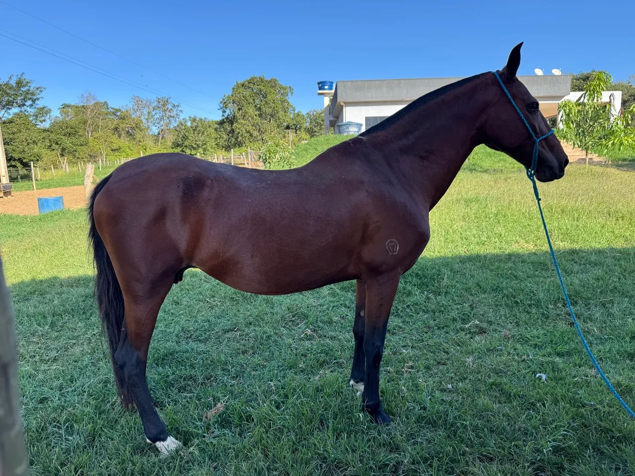 Égua Mangalarga Marchador Registrada - Foto 2