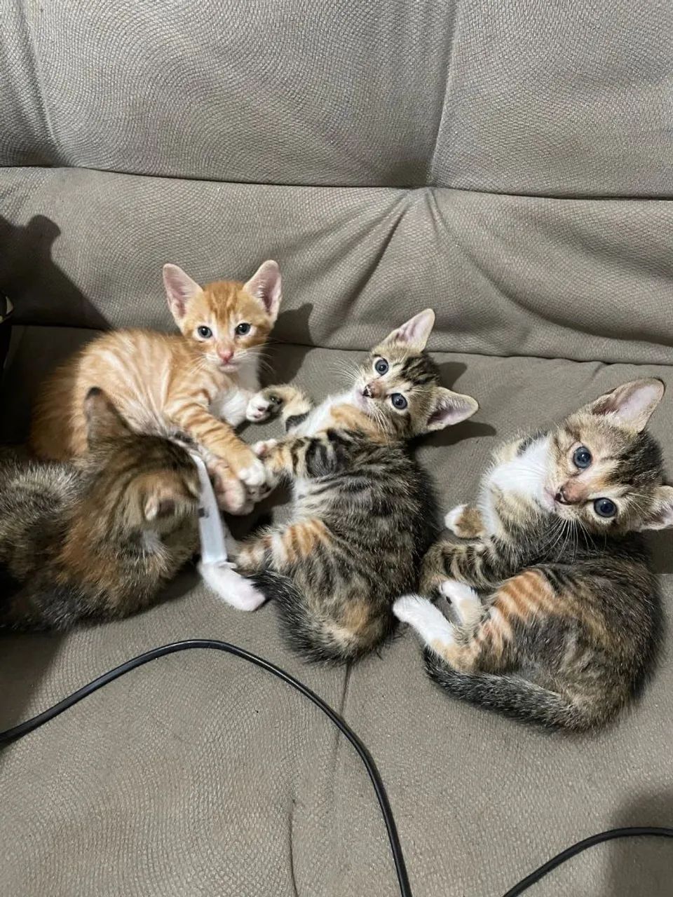Gatinhas para adoção