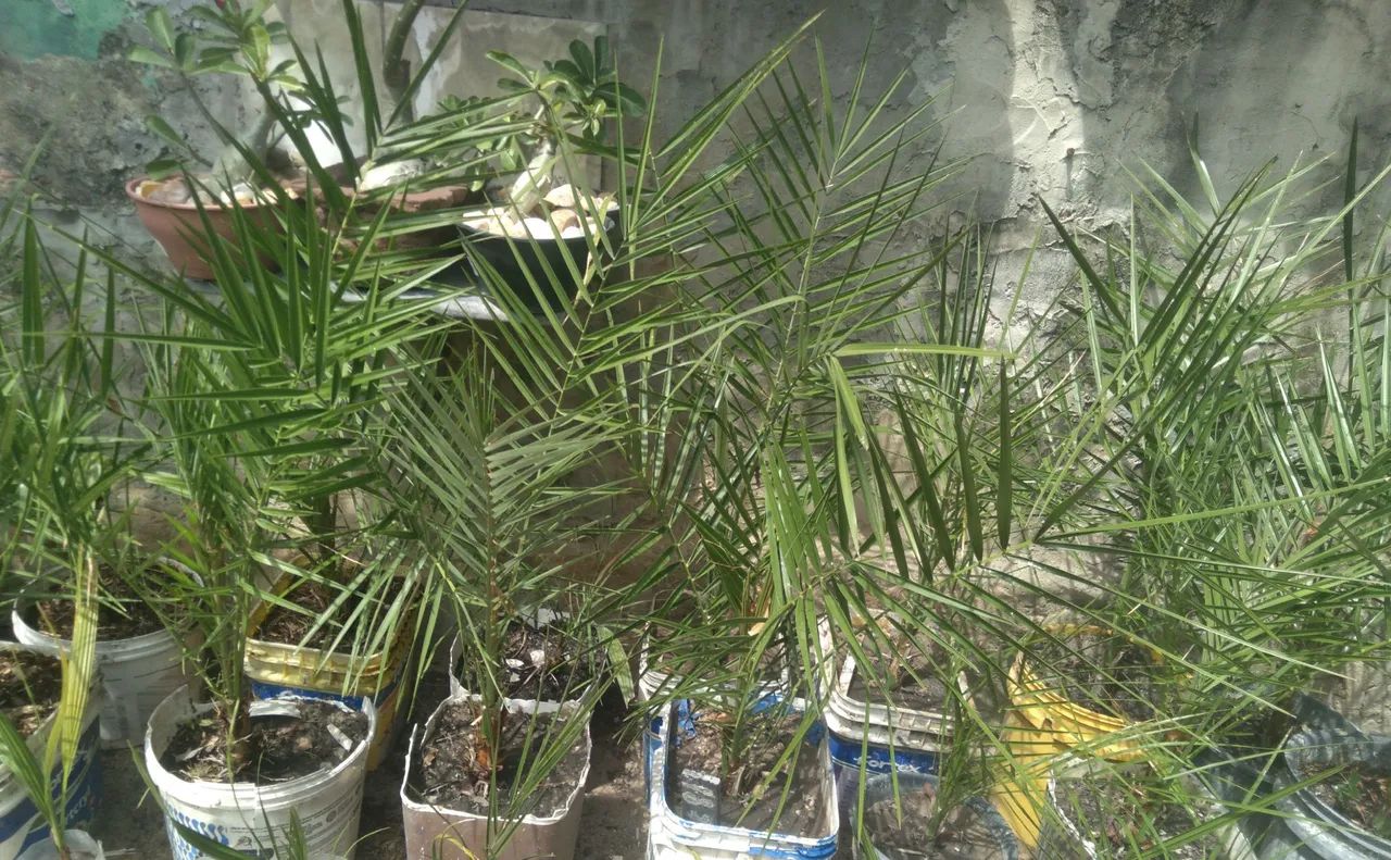 Palmeira  tâmara 