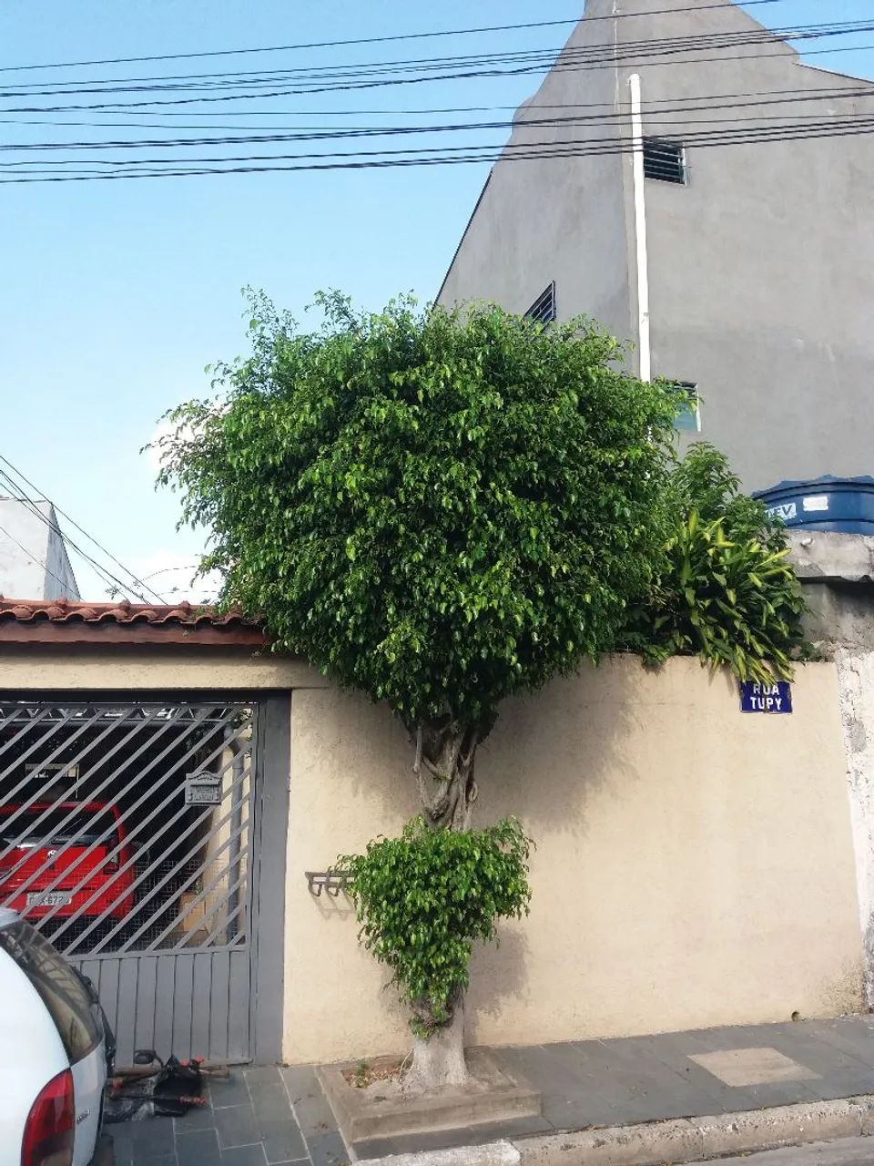 CORTE E PODA DE ÁRVORES EM GUARULHOS  - Foto 2