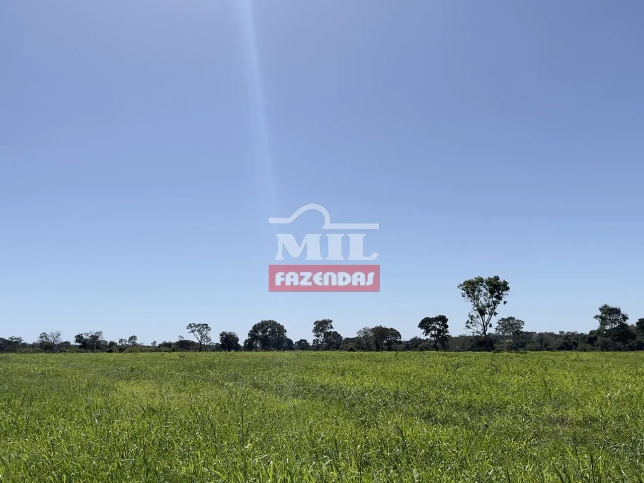 Fazenda Extra de 100 Alqueires (490 Hectares) em São Miguel do Araguaia - GO. - Foto 5