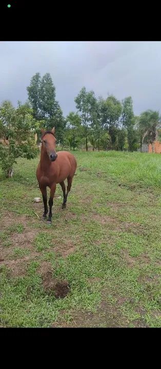 Potro 1,5 meses - Foto 2