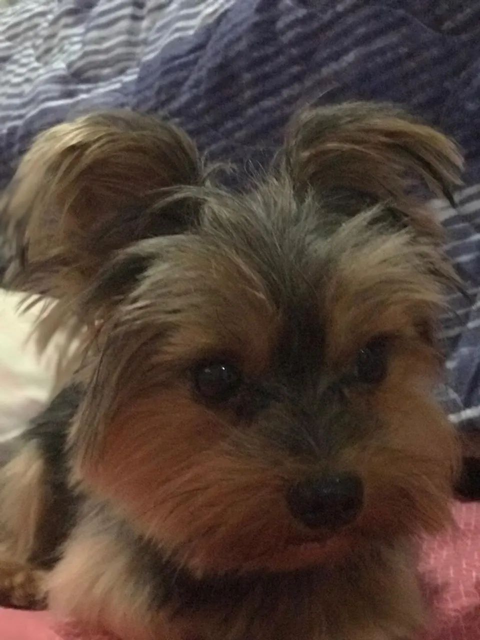 Yorkshire Terrier Fofo - Foto 2
