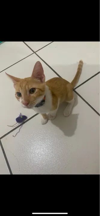 Doa-se gatinhos, um macho e uma fêmea 