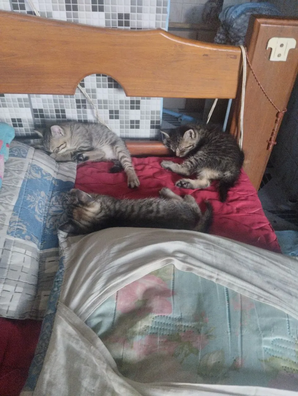 Gatinhos para adoção