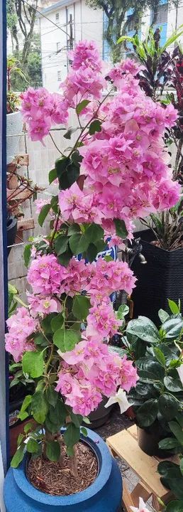 Bougainvillea rosa em vaso
