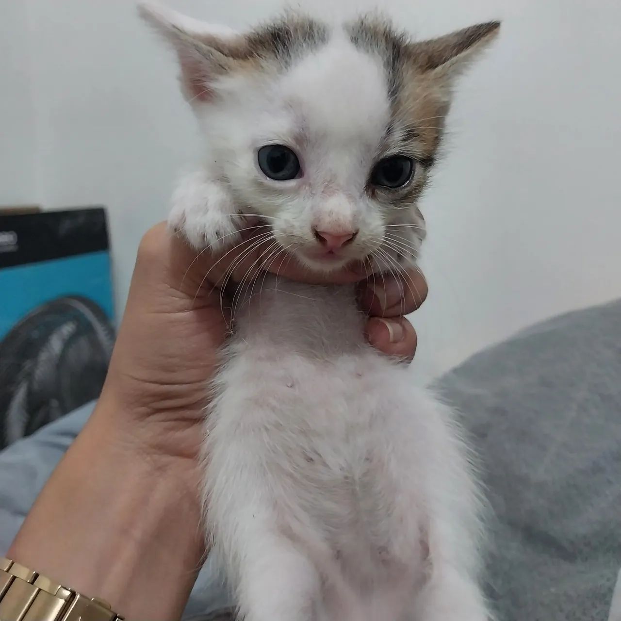 Gatinha tricolor fêmea para adoção - Foto 2