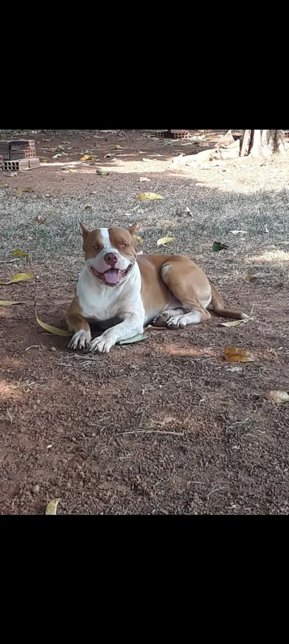Pittbull a venda