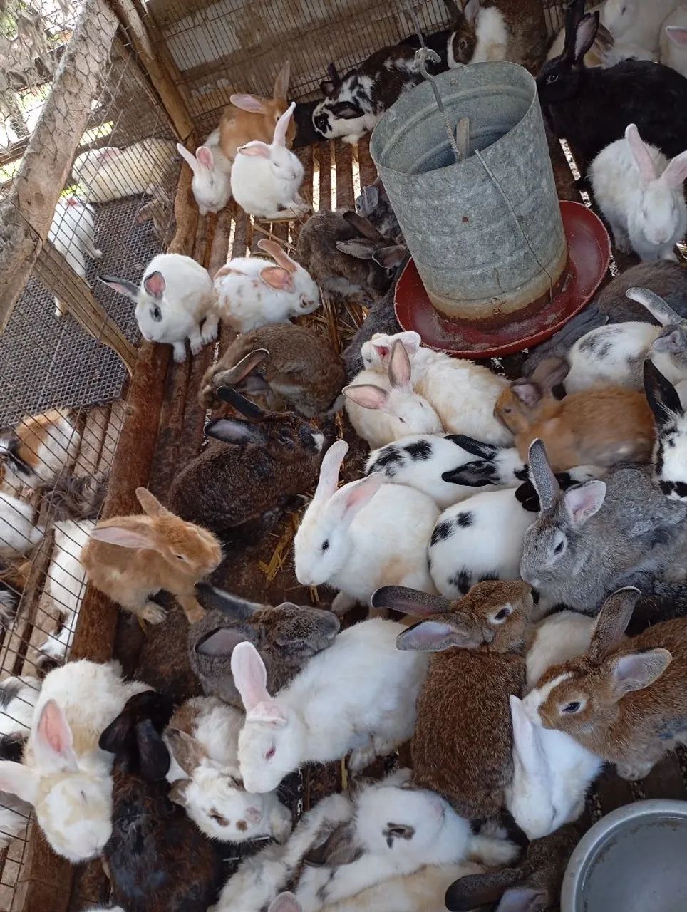 Vende-se Coelho. - Foto 4