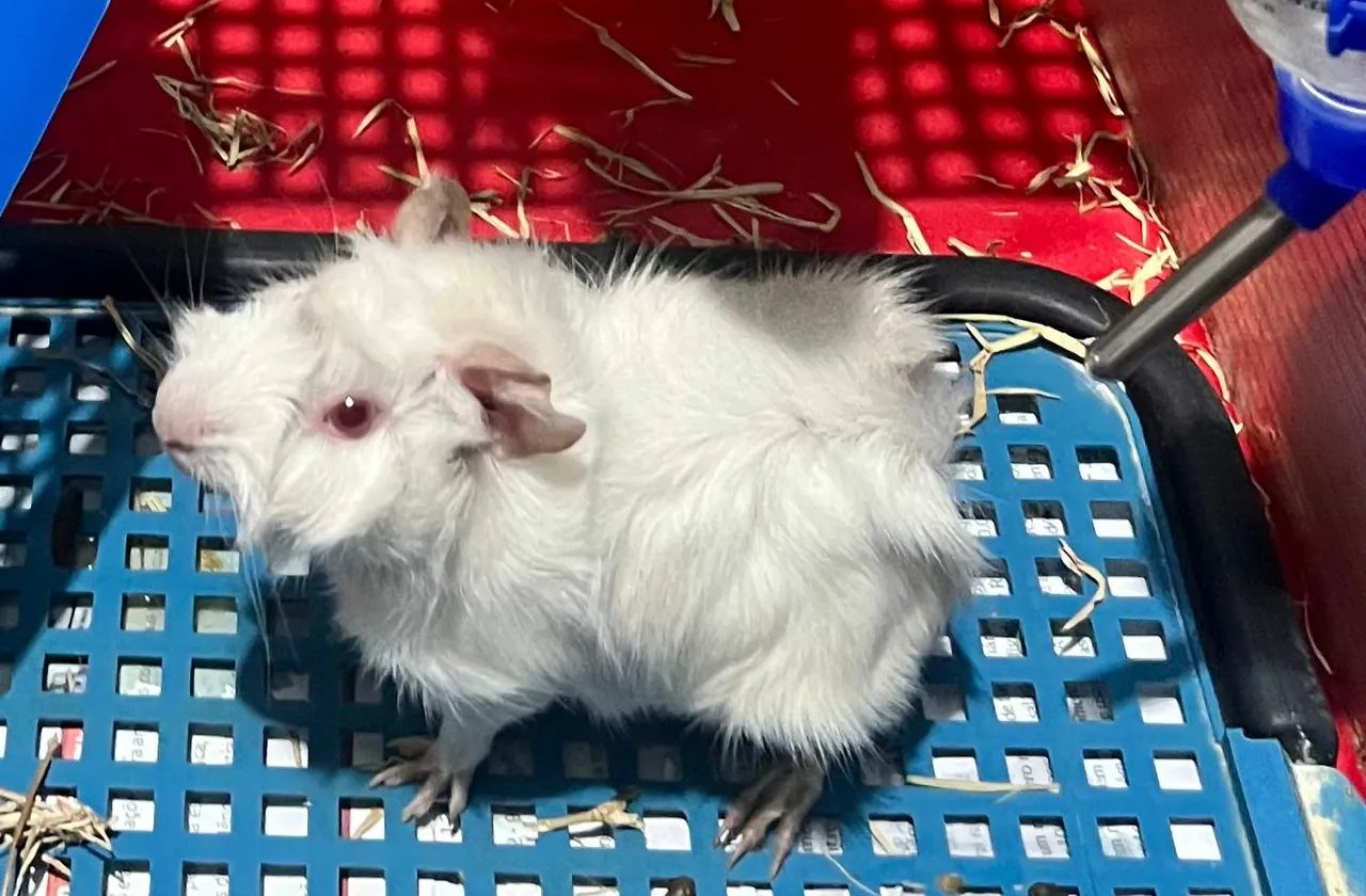 Porquinho da Índia Albino - Peludo e Charmoso! - Foto 2