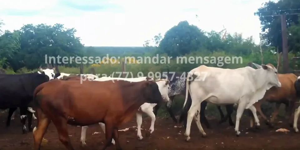 19 NOVILHAS MESTIÇAS