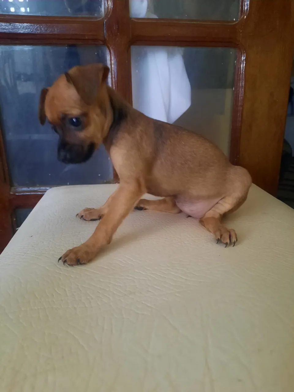 Filhote de Pinscher disponível