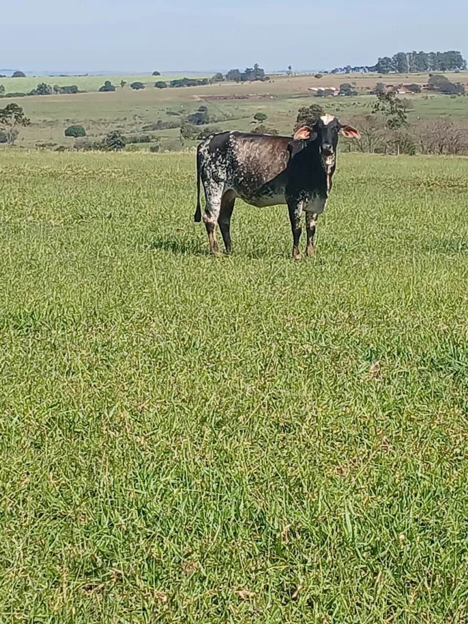 Vacas inseminadas
