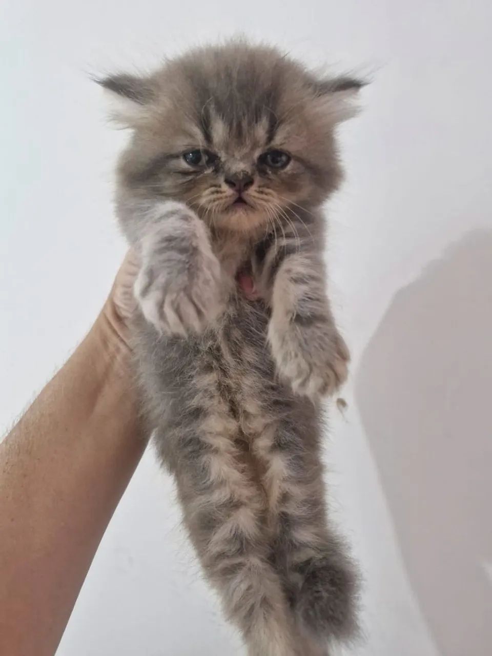 Gatinha Persa  - Foto 3