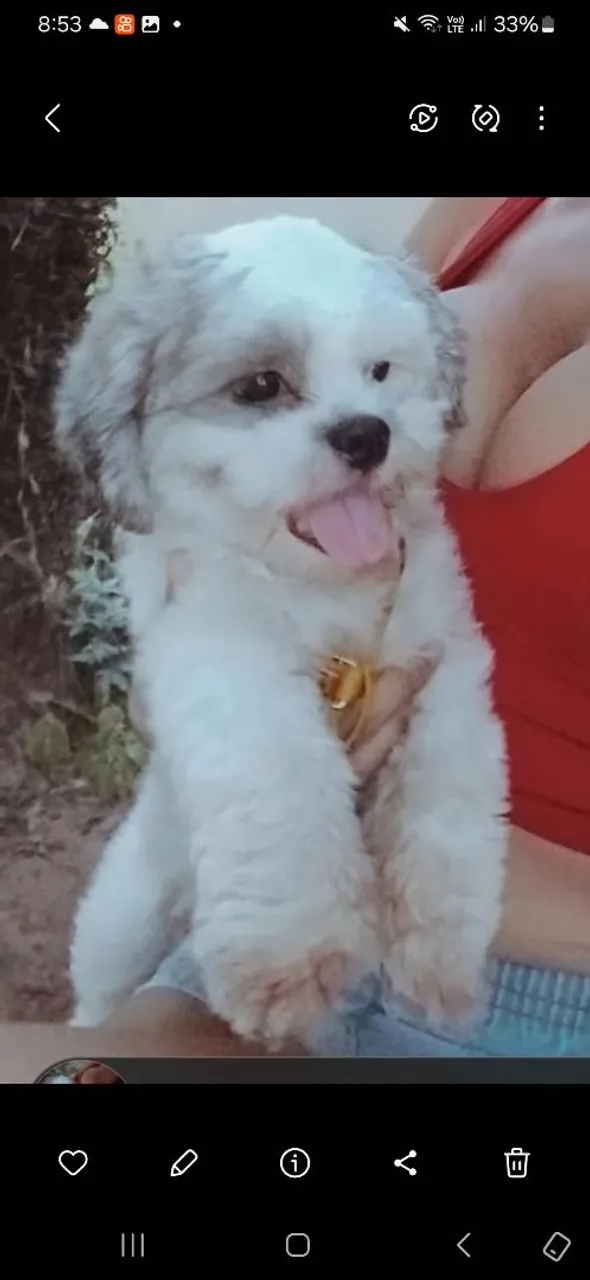 Shih tzu