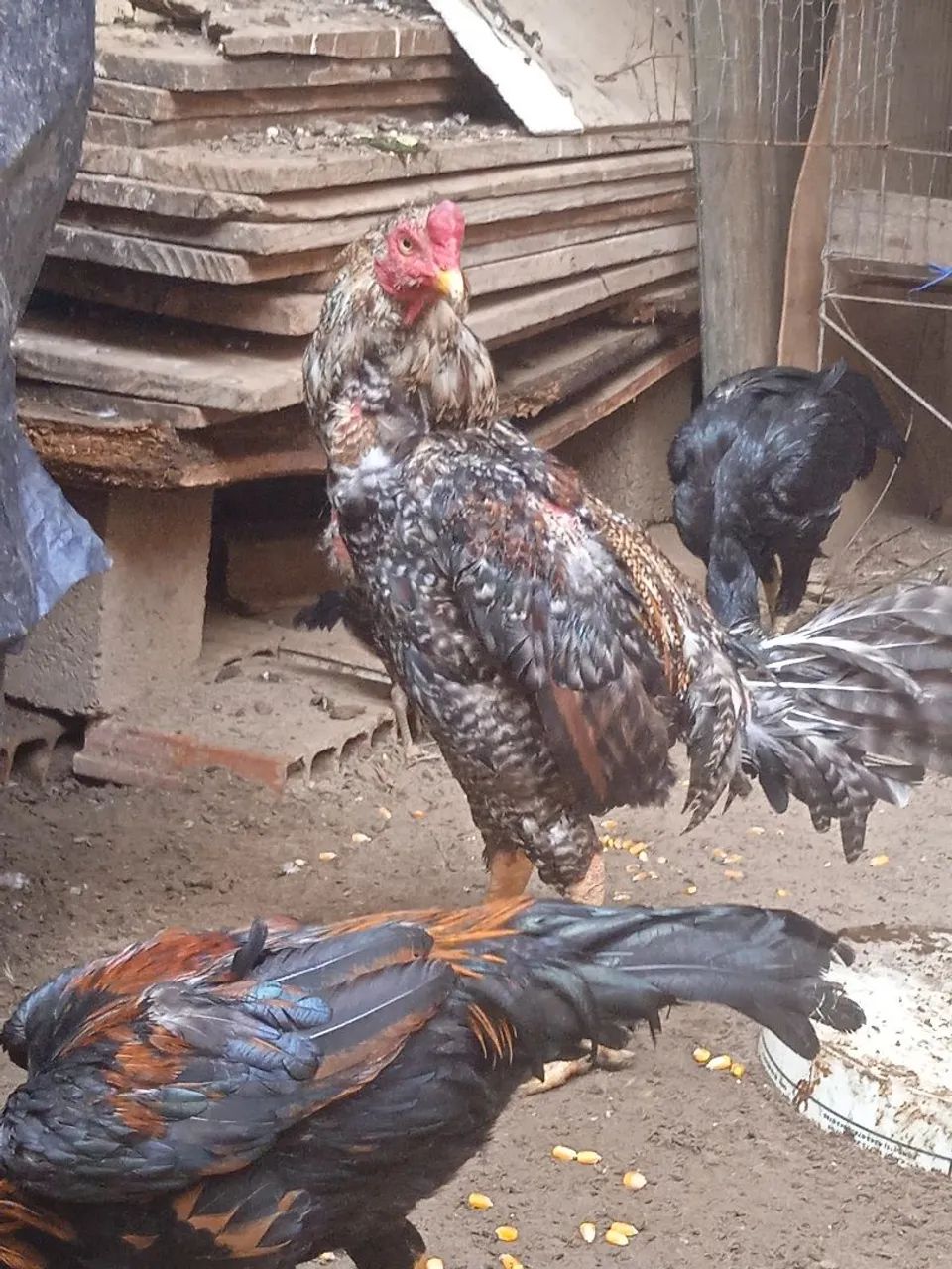 Galo índio bankiva  - Foto 4