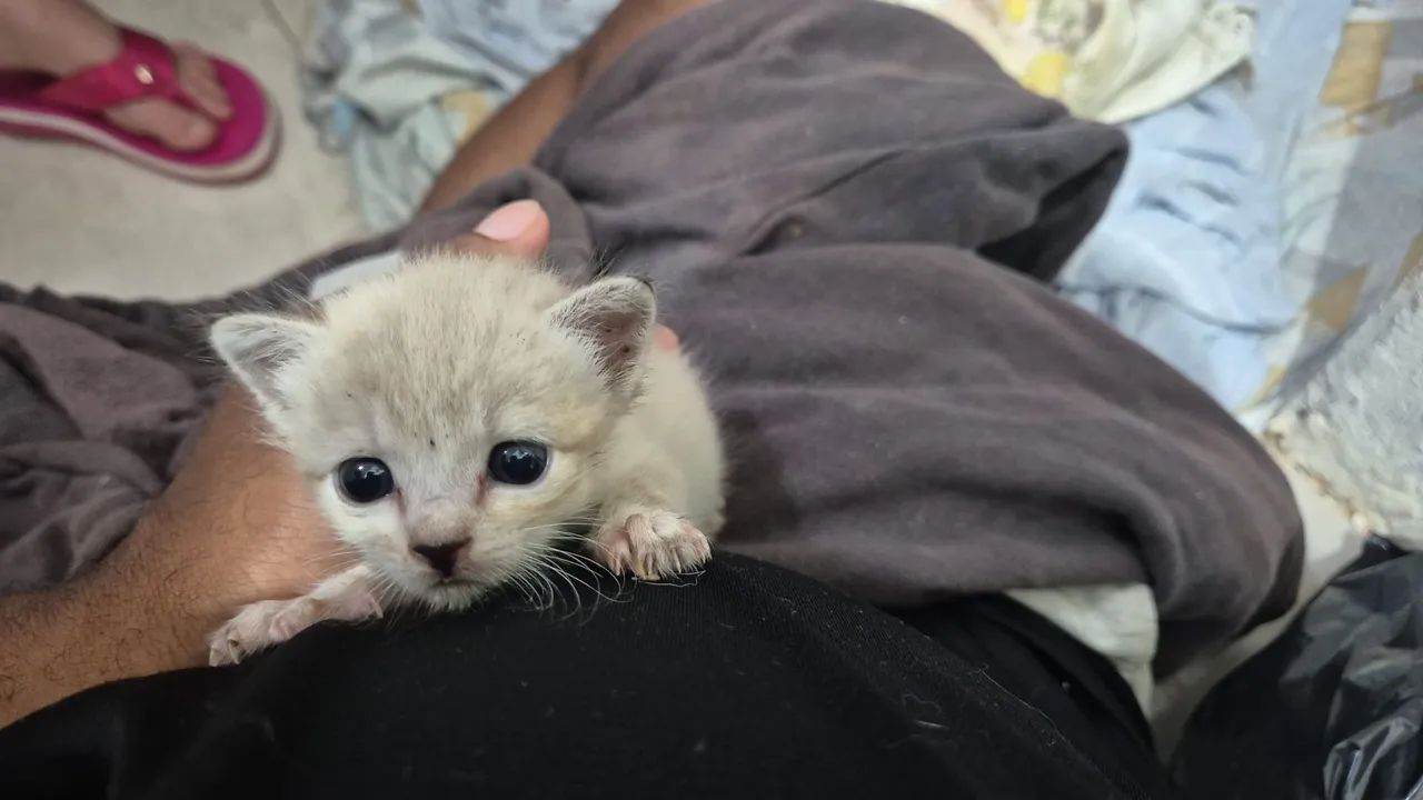 Gatinho pra adoção 