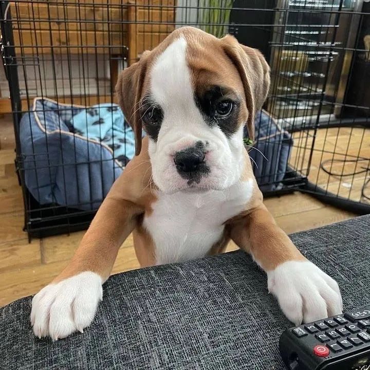 Boxer - Filhotes Lindos e Ativos