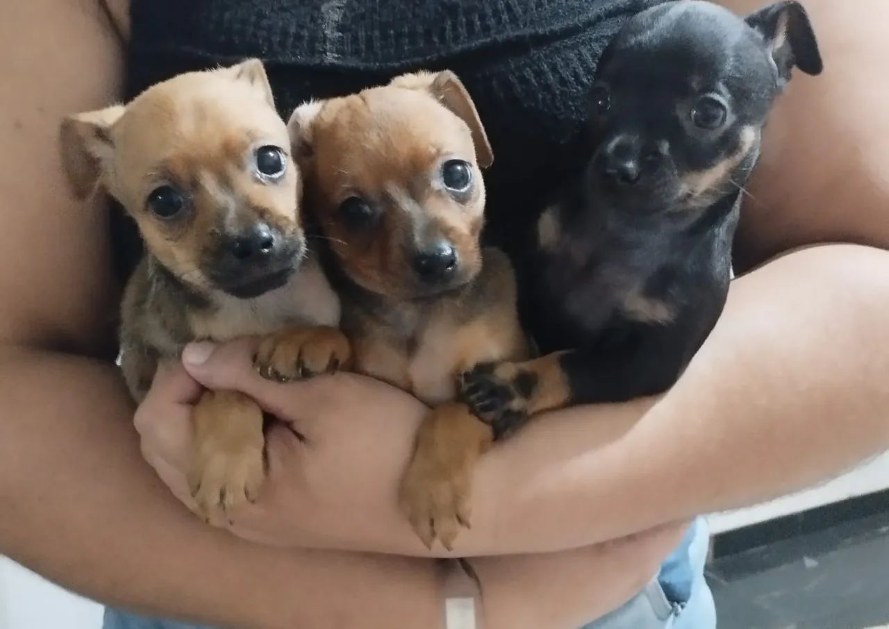 Filhotes de Pinscher - Lindos e Carinhosos!