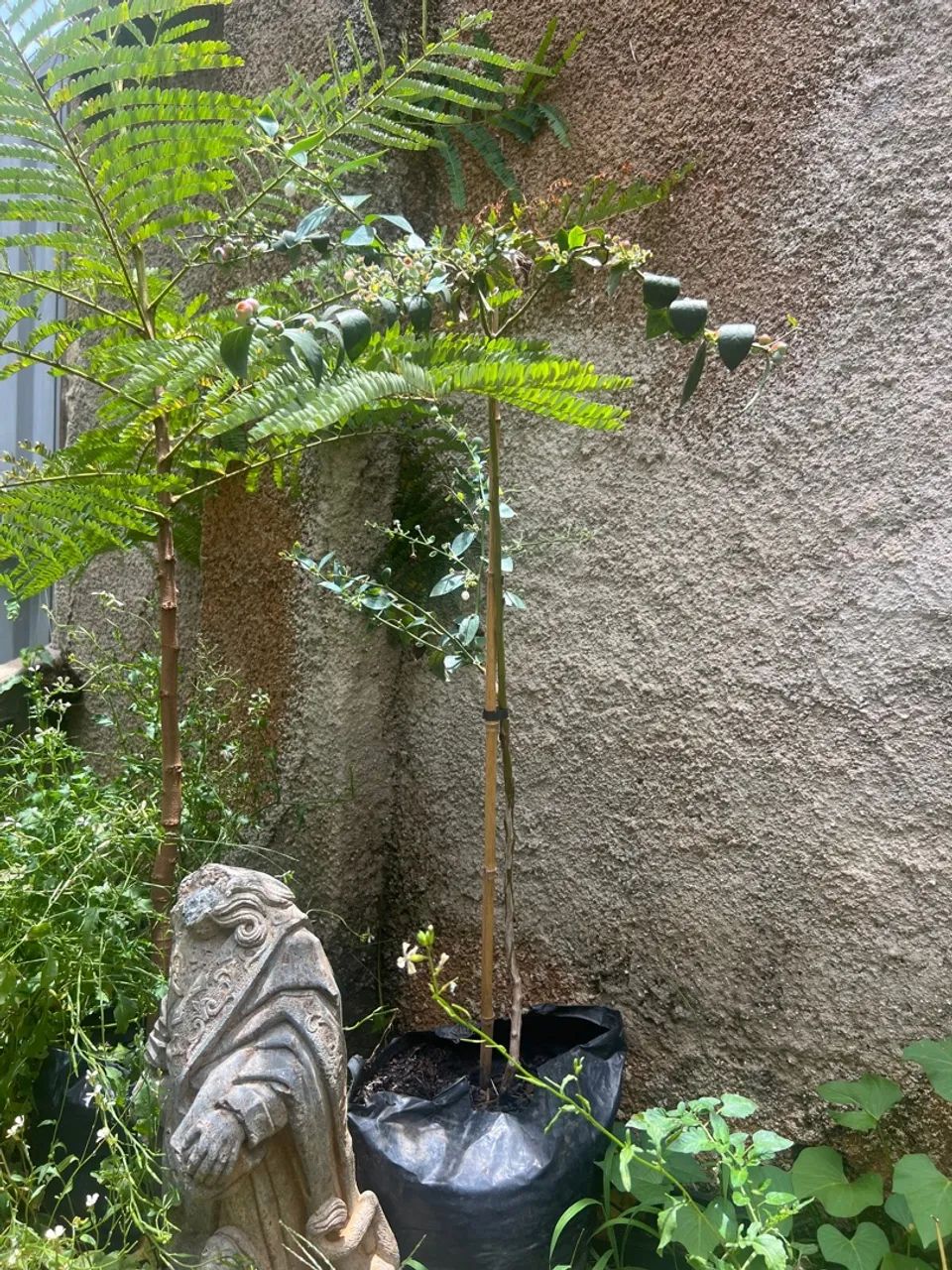 Mudas Frutiferas Produzindo - Foto 5