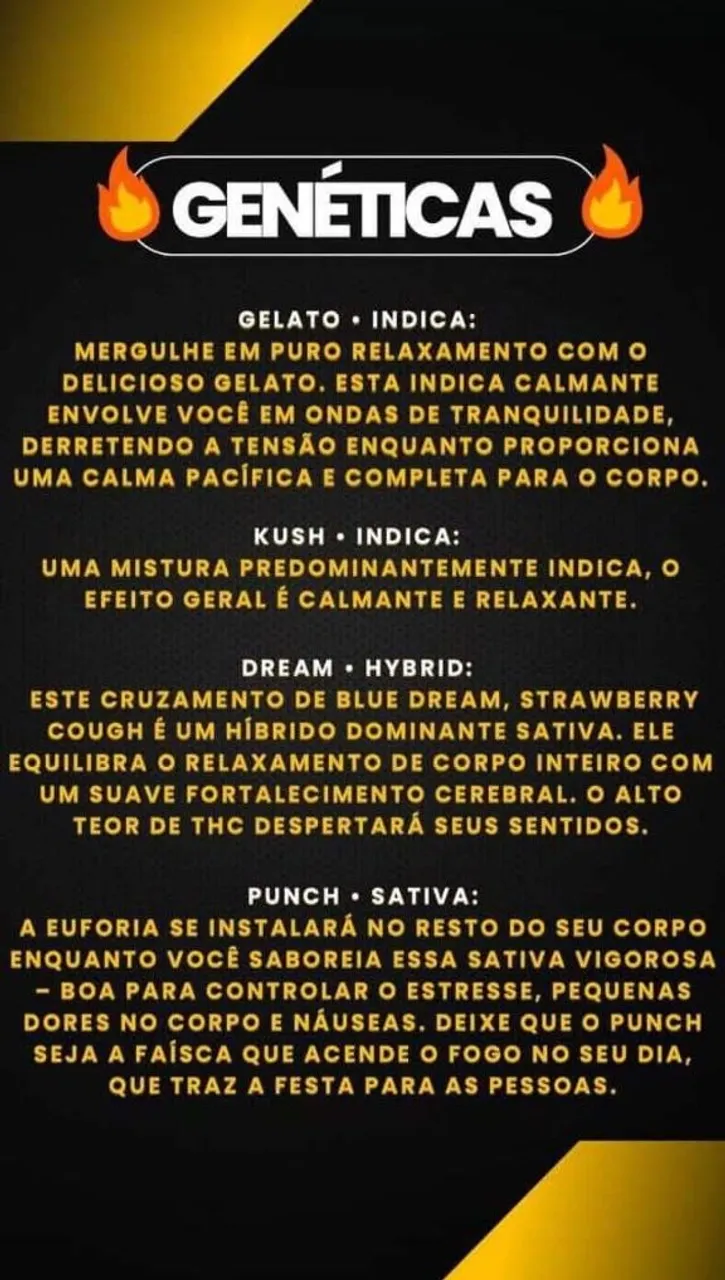 Sementes de Cannabis - Gelato, Kush, Dream e Punch