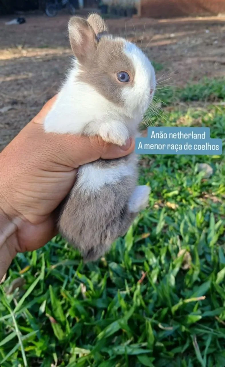 Anão netherland Dwarf menor raça do mundo 