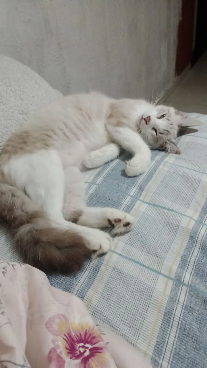 Gato  para adoção
