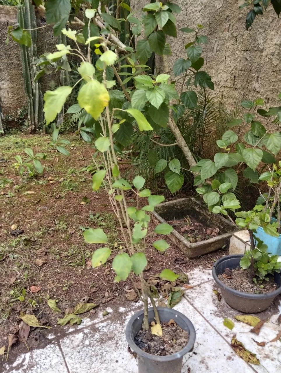 Muda hibisco da siria - Foto 3