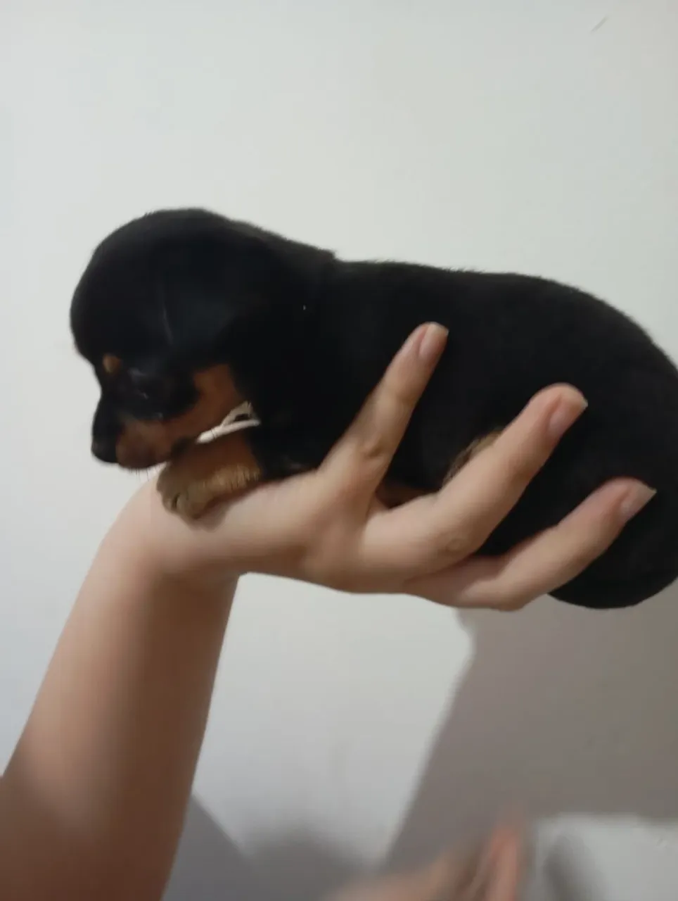 Filhote de Pinscher1- Pelagem Preta e Canela