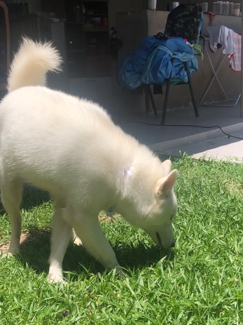 Procuro uma NAMORADA, Husky puro