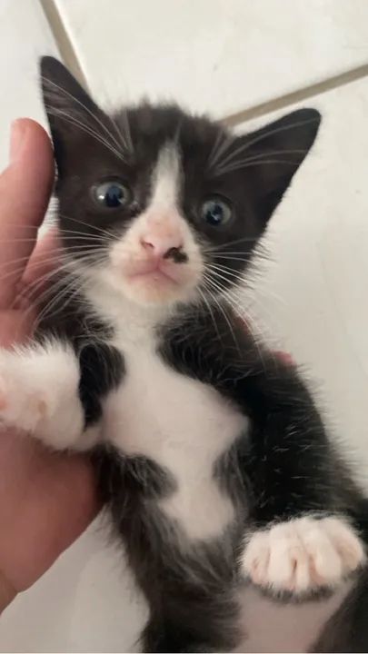 Gatinhos para adoção  - Foto 2