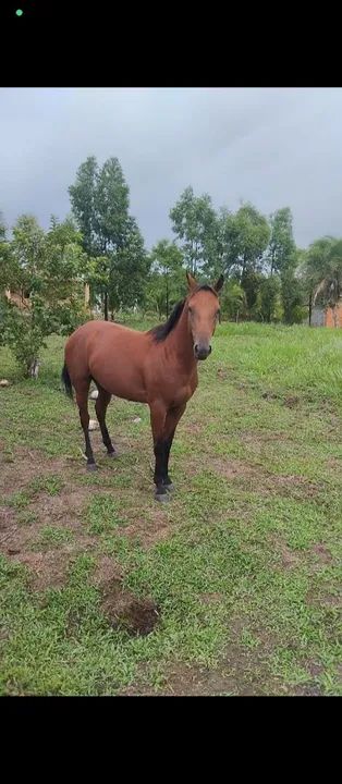 Potro 1,5 meses - Foto 3