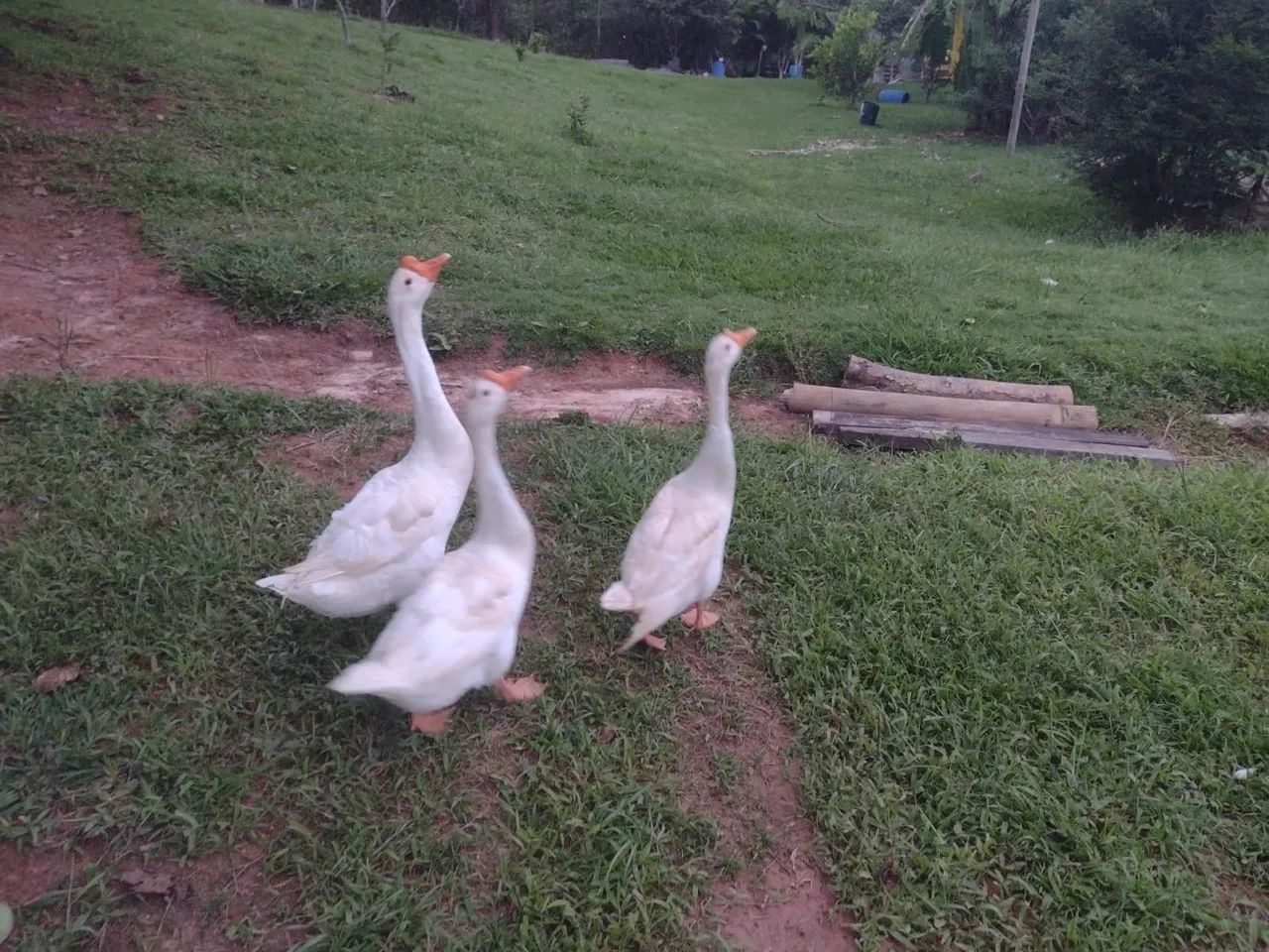 ganso sinaleiro branco 