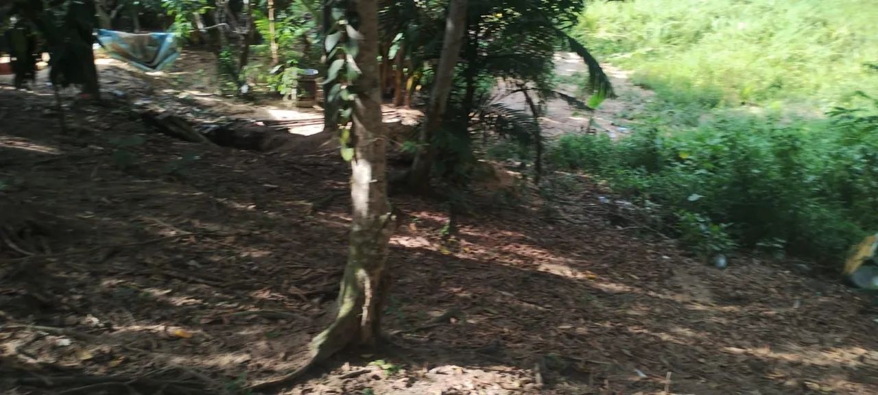 Foto - Manaus - Compensa