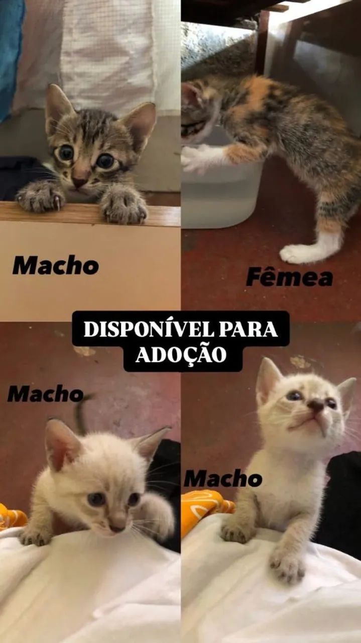 Adoção de filhotes 