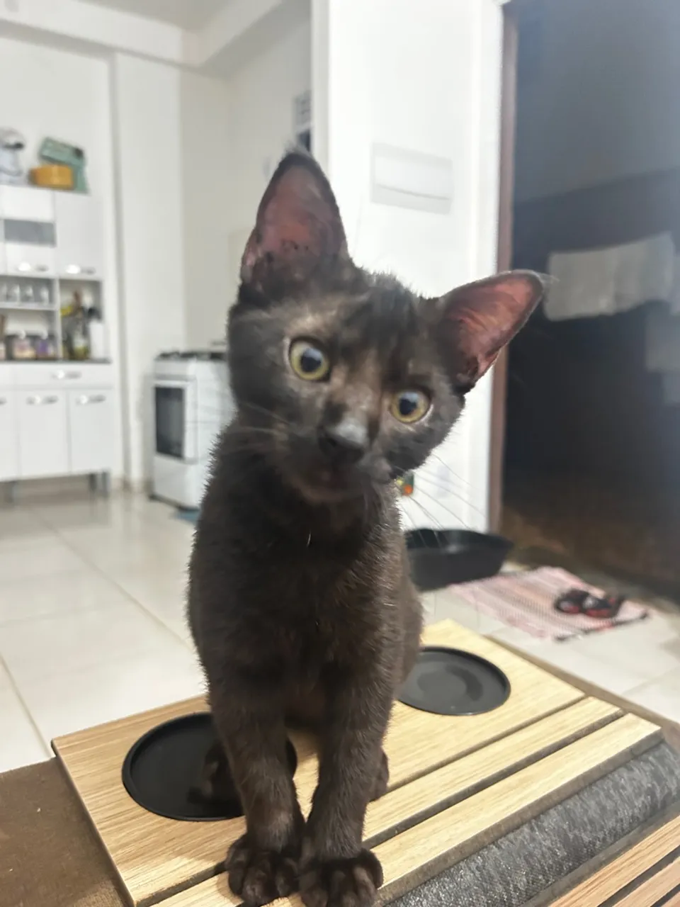 Gatinho preto charmoso e brincalhão para adoção!