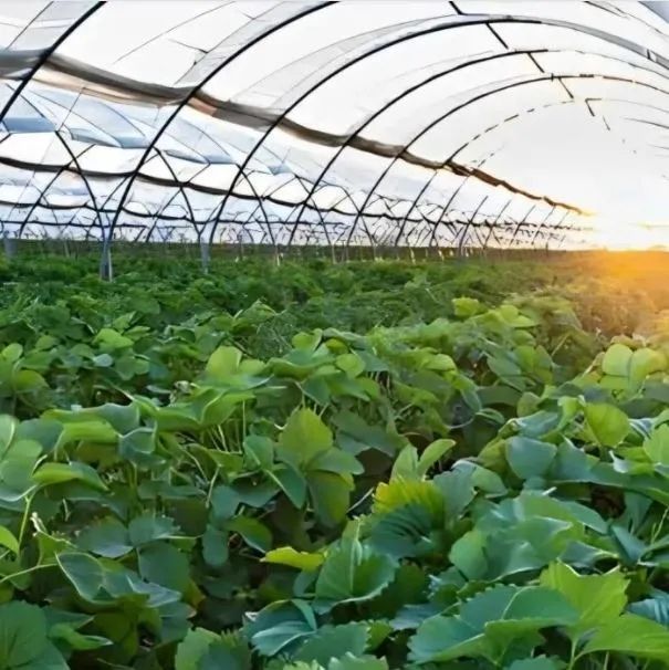 Lona Difusor Estufa agrícola 150 micras 12m larg 60 comp proteção UV Coverfilm - Foto 5