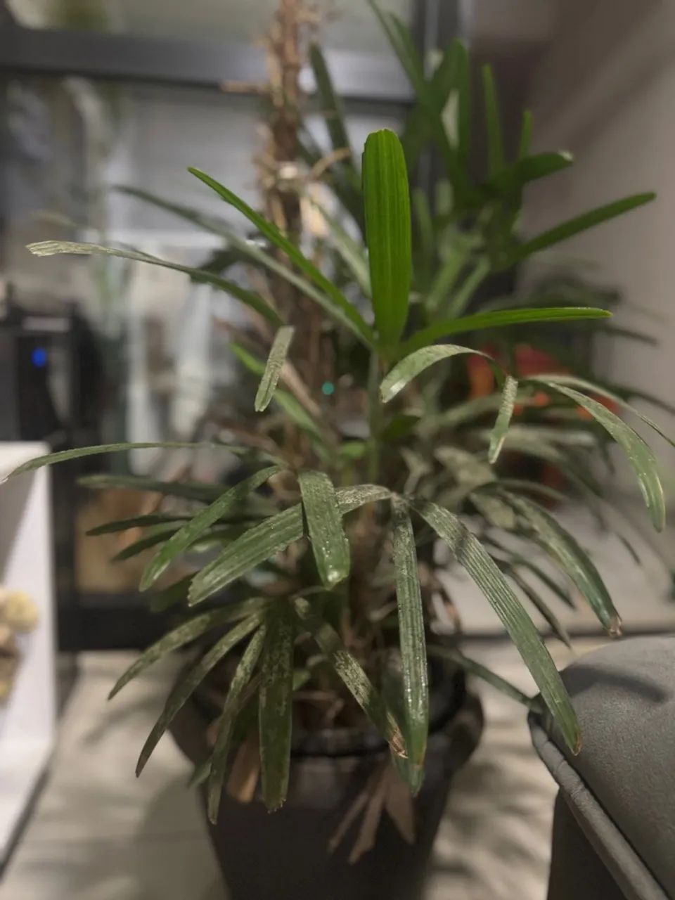 Linda planta para decorar ambientes! Motivo da venda: mudança! - Foto 3