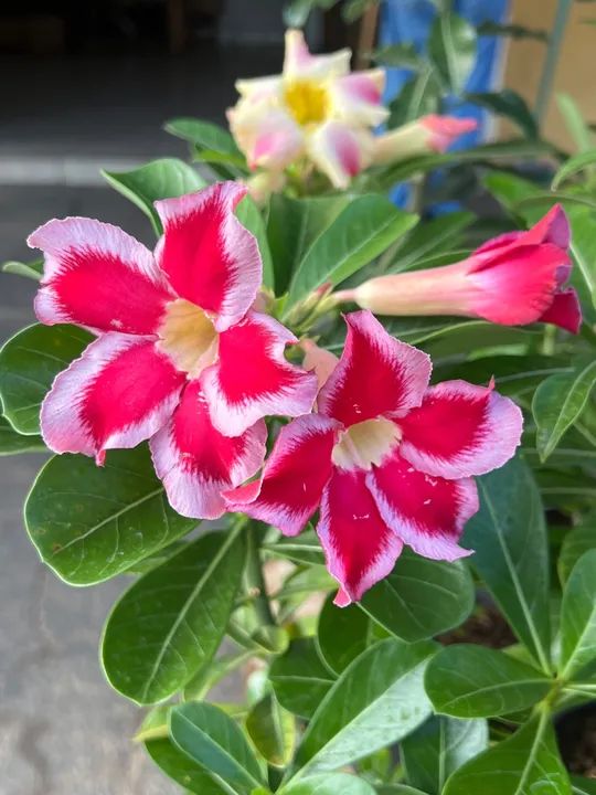 Rosa do deserto simples e dobrada cores variadas - Foto 2