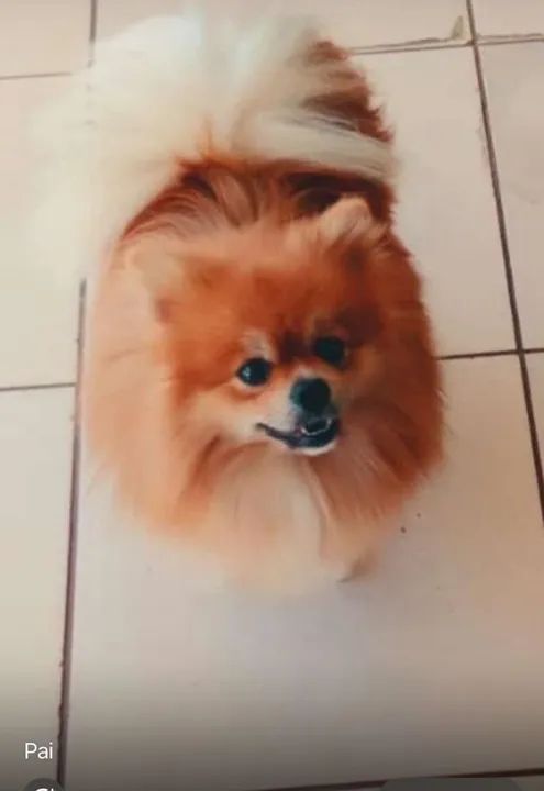 Spitz Alemão  macho  - Foto 4