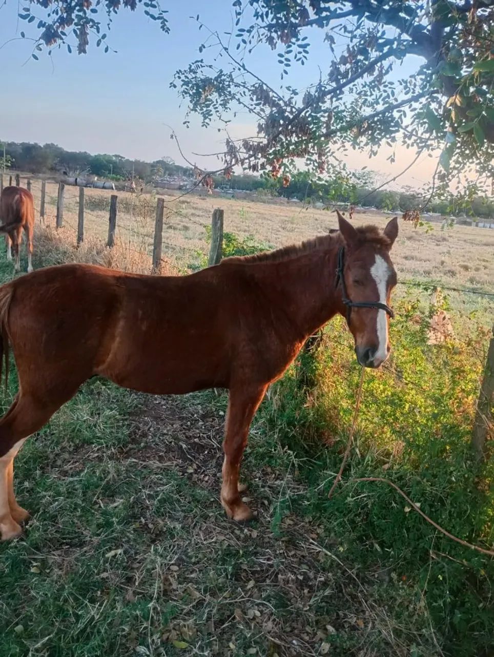 Vende se cavalo manga larga - Foto 2