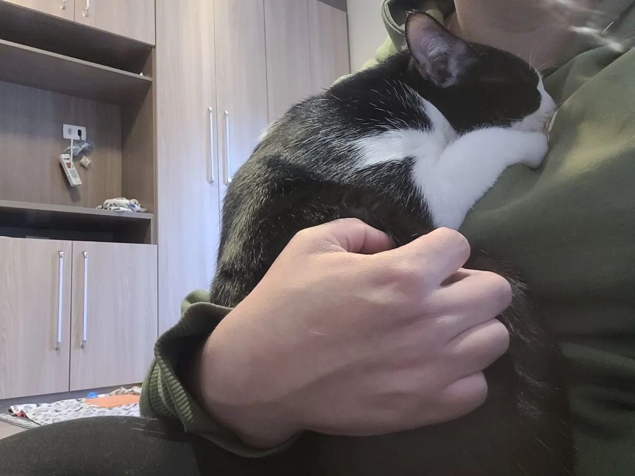 Gatos para adoção - São Paulo Zona Norte - Castrados e Vacinados - Foto 4