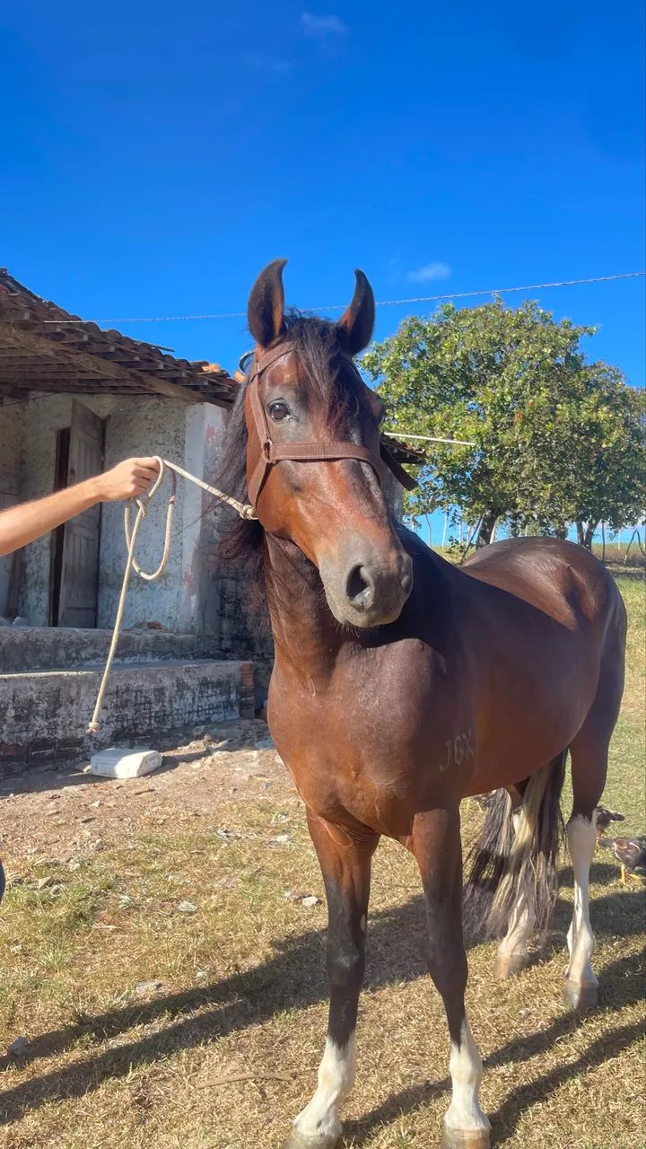 Cavalo pampo de castanho  - Foto 3