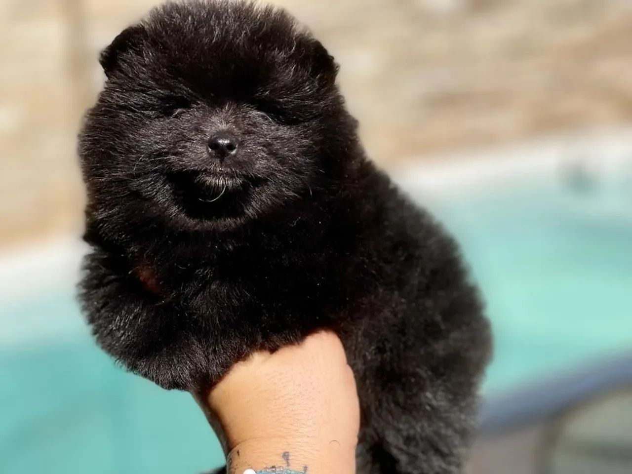 Lindos machinho de Spitz alemão com pedigree e microchip 