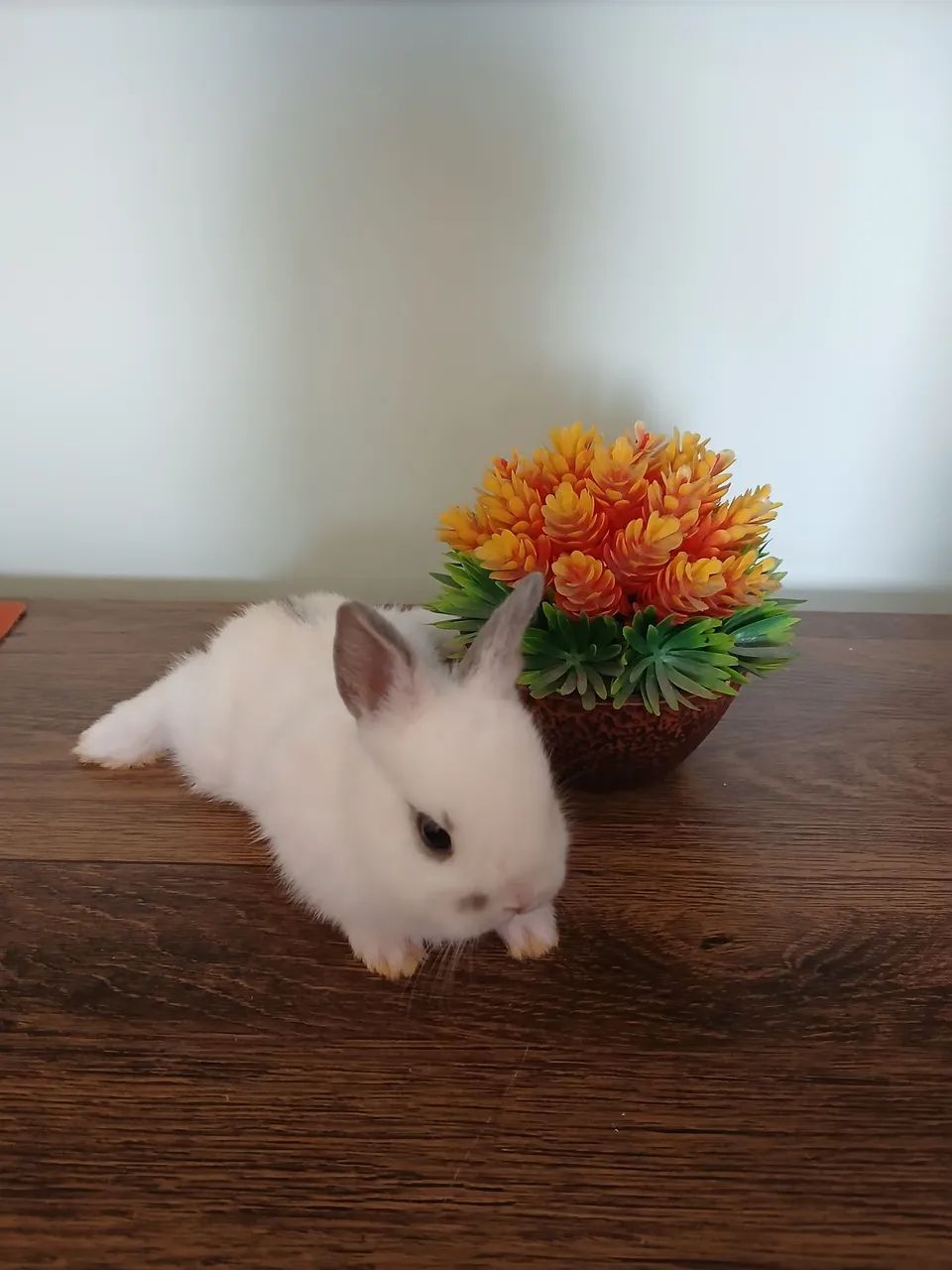 Coelhinho Nertherland Dwarf fofinho e mansinho. - Foto 6